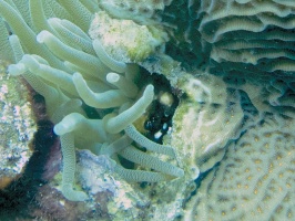 Anemone Crab MG 7051